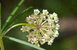 Whorled milkweed